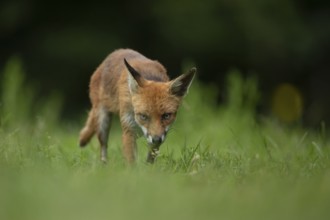 Red fox (Vulpes vulpes) adult animal walking in a countryside grassland meadow in summer, England,