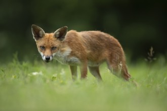Red fox (Vulpes vulpes) adult animal in a countryside grassland meadow in summer, England, United