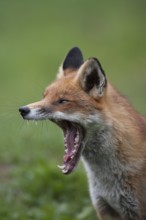 Red fox (Vulpes vulpes) adult animal yawning, England, United Kingdom