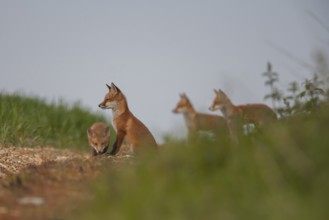 Red fox (Vulpes vulpes) four juvenile baby cub animals on farmland in summer, England, United