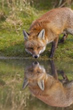 Red fox (Vulpes vulpes) adult animal and its reflection in the water as it drinks from a