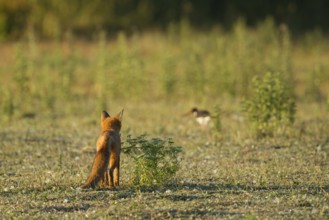 Red fox (Vulpes vulpes) adult animal watching an Oystercatcher wading bird on grassland, England,