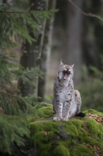 European lynx (Lynx lynx) adult cat animal yawning whilst standing on a rock in a forest, Baveria,