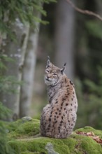 European lynx (Lynx lynx) adult cat animal sitting on a rock in a forest, Baveria, Germany