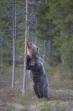 European brown bear (Ursus arctos) young adult animal sniffing a tree trunk in a boreal forest