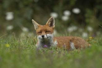 Red fox (Vulpes vulpes) adult animal sleeping in grassland in the summer, England, United Kingdom