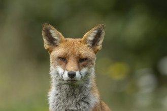 Red fox (Vulpes vulpes) adult animal head portrait in the summer, England, United Kingdom