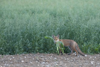 Red fox (Vulpes vulpes) juvenile baby cub animal carrying a sugar beet plant top in a farmland