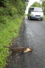 European pine marten (Martes martes) adult mustelid animal dead on a road with a vehicle driving