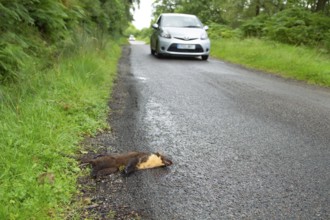 European pine marten (Martes martes) adult mustelid animal dead on a road with a car driving by,