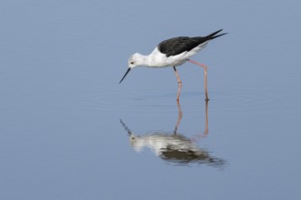 Black winged stilt (Himantopus himantopus) adult wading bird feeding in a shallow lagoon, RSPB