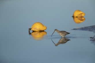 Eurasian curlew (Numenius arquata) adult wading bird in a harbour searching for food, Norfolk,