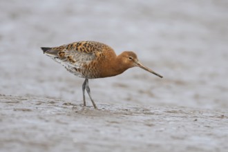 Black tailed godwit (Limosa limosa) adult male wading bird in summer plumage feeding on a mudflat,