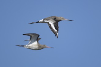 Black tailed godwit (Limosa limosa) adult wading bird in winter plumage flying, Norfolk, England,