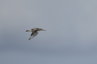 Bar tailed godwit (Limosa lapponica) adult wading bird in winter plumage in flight, RSPB Titchwell