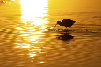 Pied avocet (Recurvirostra avosetta) adult wading bird feeding in a lagoon silhouette at sunset,