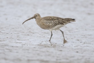 Eurasian curlew (Numenius arquata) adult wading bird on a mudflat, Norfolk, England, United Kingdom