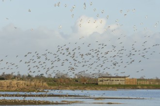 Golden plover (Pluvialis apricaria) adult wading birds in flight in a flock in winter, RSPB