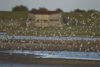 Dunlin (Calidris alpina) adult wading birds in flight in a flock, RSPB Frampton marsh,
