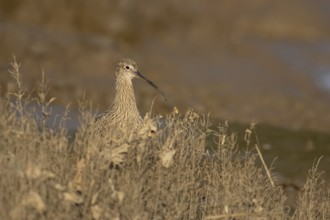 Eurasian curlew (Numenius arquata) adult wading bird on a saltmarsh, Norfolk, England, United