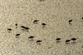 Dunlin (Calidris alpina) adult wading birds feeding on a mudflat at sunset, Norfolk, England,