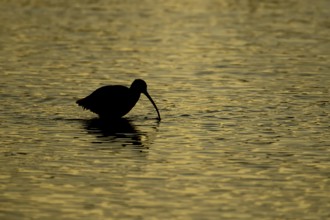 Eurasian curlew (Numenius arquata) adult wading bird in a shallow lagoon silhouette at sunset,