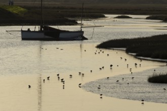 Dunlin (Calidris alpina) adult wading birds feeding on a coastal lagoon at sunset, Norfolk,