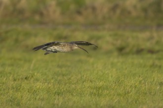 Eurasian curlew (Numenius arquata) adult wading bird in flight over grassland, England, United