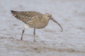 Eurasian curlew (Numenius arquata) adult wading bird feeding on a lugworm on a mudflat, Norfolk,