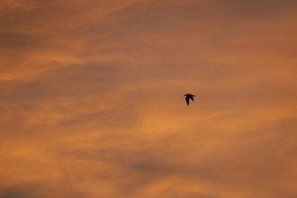Eurasian curlew (Numenius arquata) adult wading bird in flight silhouette at sunset, Norfolk,