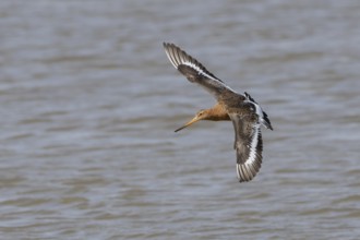 Black tailed godwit (Limosa limosa) adult male wading bird in summer plumage in flight over a