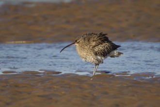 Eurasian curlew (Numenius arquata) adult wading bird shaking its feathers on a beach, Norfolk,