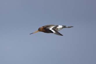 Black tailed godwit (Limosa limosa) adult male wading bird in summer plumage flying, Norfolk,