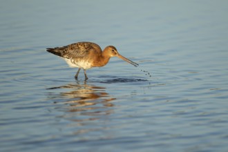Black tailed godwit (Limosa limosa) adult male wading bird in summer plumage feeding in a shallow
