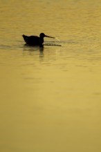 Black tailed godwit (Limosa limosa) adult wading bird feeding in a shallow lagoon silhouette at