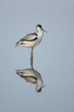 Pied avocet (Recurvirostra avosetta) adult wading bird and its reflection in the water of a shallow