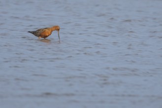 Bar tailed godwit (Limosa lapponica) adult male wading bird in summer plumage feeding in a shallow