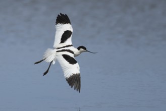 Pied avocet (Recurvirostra avosetta) adult wading bird flying low over a lagoon, RSPB Titchwell