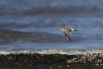 Bar tailed godwit (Limosa lapponica) adult wading bird in winter plumage in flight over a