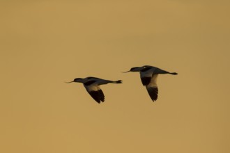 Pied avocet (Recurvirostra avosetta) two adult wading birds in flight at sunrise, RSPB Minsmere