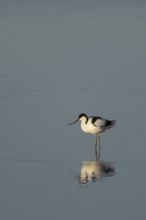 Pied avocet (Recurvirostra avosetta) adult wading bird in the water of a shallow lagoon, RSPB