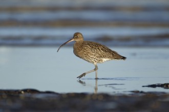 Eurasian curlew (Numenius arquata) adult wading bird walking in a coastal pool, Norfolk, England,
