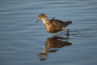 Ruff (Philomachus pugnax) adult wading bird in summer plumage in a shallow lagoon, RSPB Titchwell