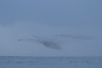 Red knot (Calidris canutus) adult wading birds flying at hide tide in a flock over the sea, RSPB