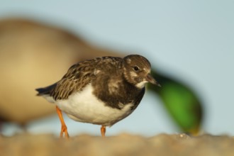 Ruddy turnstone (Arenaria interpres) adult wading bird in winter plumage on a beach, England,