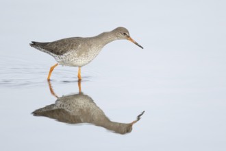 Common redshank (Tringa totanus) adult wading bird in a shallow lagoon, RSPB Titchwell nature