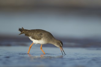 Common redshank (Tringa totanus) adult wading bird feeding in a shallow lagoon, RSPB Titchwell