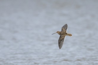 Common snipe (Gallinago gallinago) adult wading bird flying over a lake, Suffolk, England, United