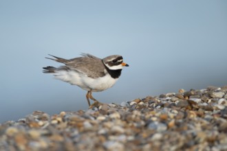 Ringed plover (Charadrius hiaticula) adult wading bird on a shingle beach, Suffolk, England, United