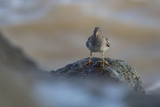 Purple sandpiper (Calidris maritima) adult wading bird on a rock in winter, Suffolk, England,